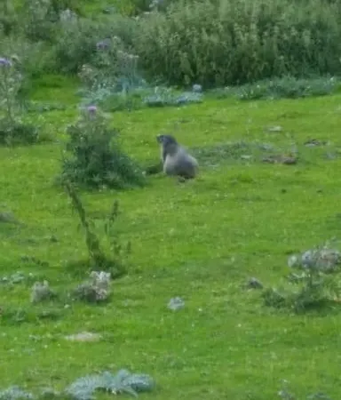 Alpesi faház La Coume Du Cerf Campan