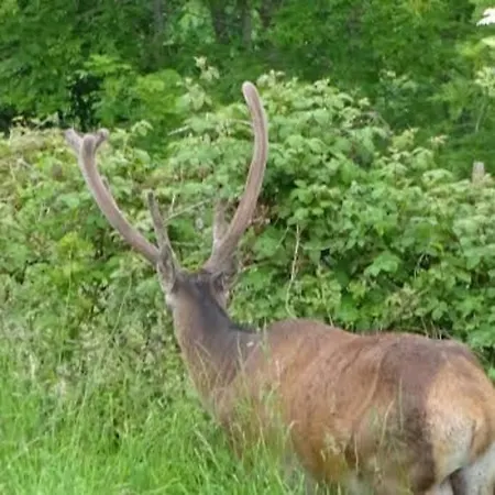 La Coume Du Cerf Chalet