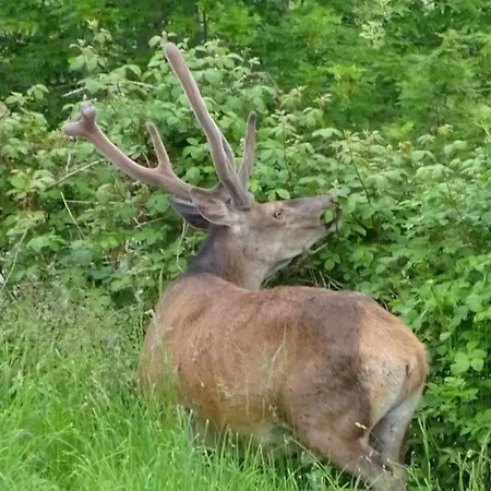 Alpehytte La Coume Du Cerf *